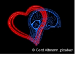 Ultraschall statt Tagesschau II: Herz & Hirn